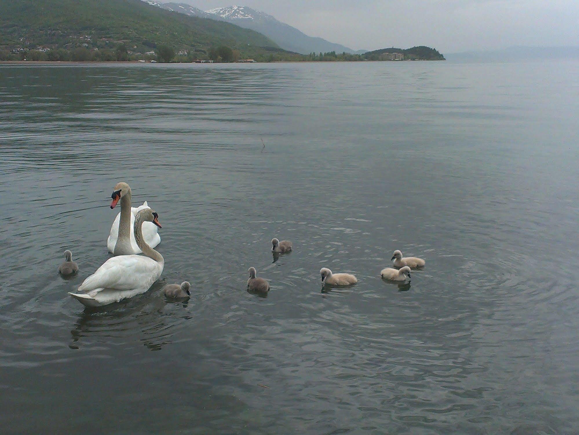 Vila Kosta City Center Port Ohrid Exterior foto
